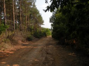 Sandanski truck between trees