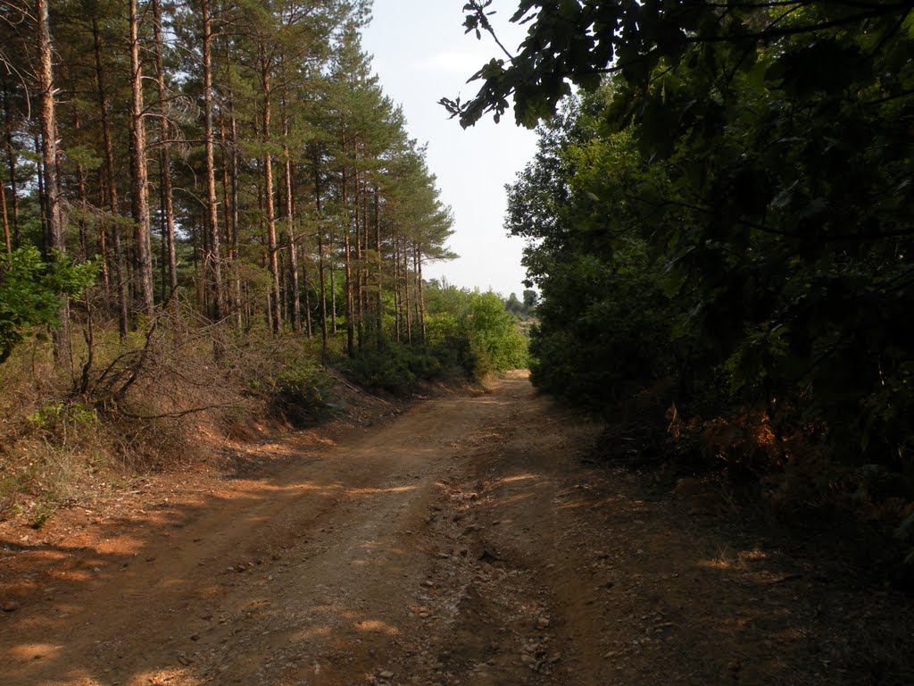 Sandanski truck between trees