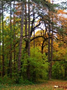 Yezhen Park Trees