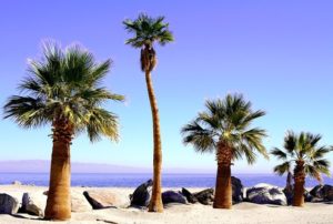 Palms in coast of Salton Sea