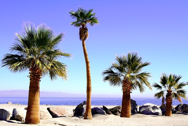 Palms in coast of Salton Sea