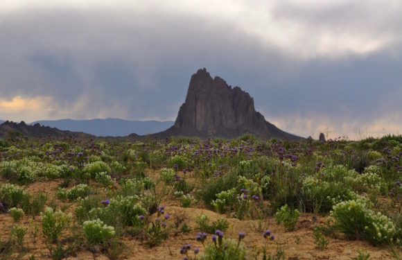 A trip to discover the New Mexico desert