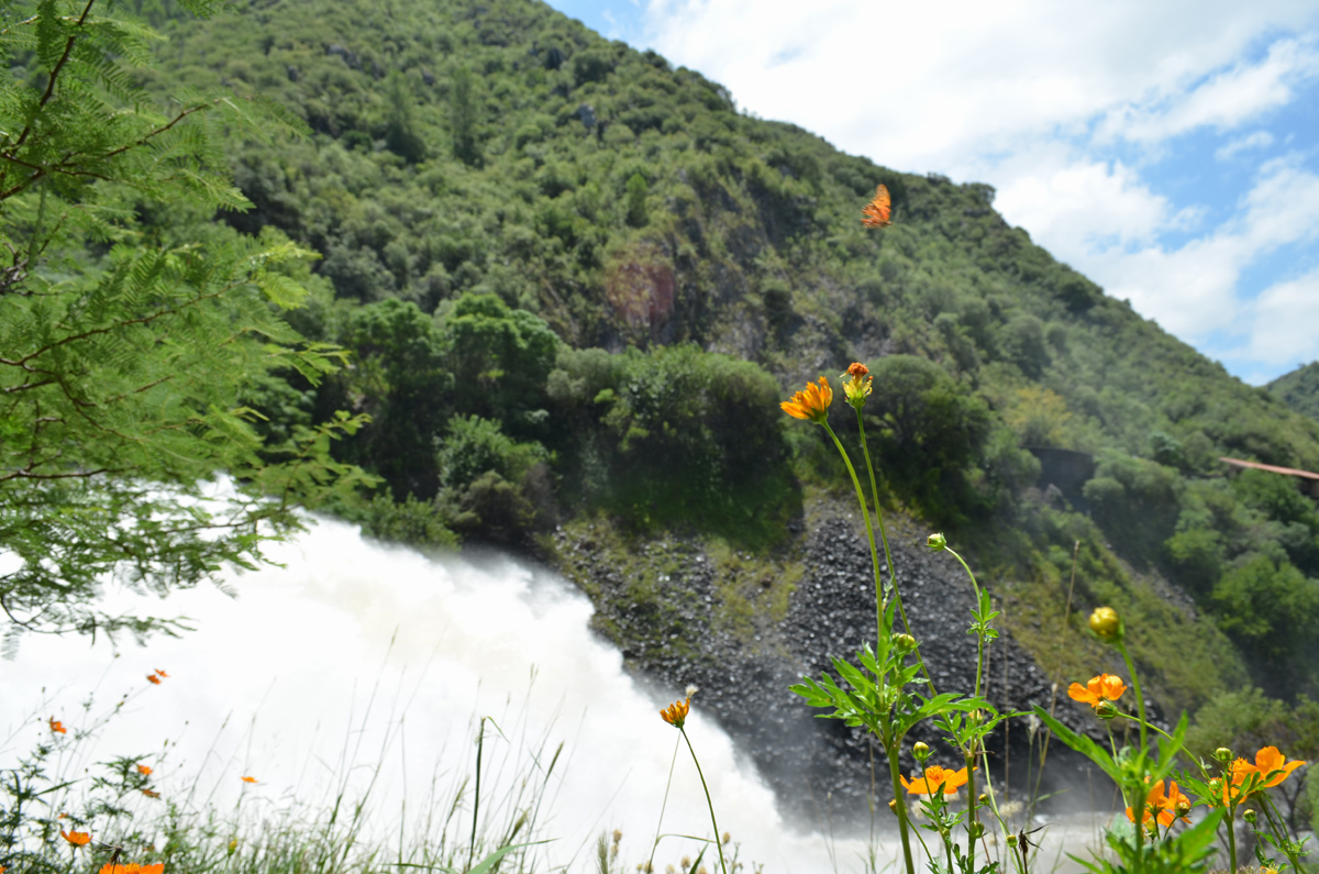 Butterfly and flowers in the landscape of the dam