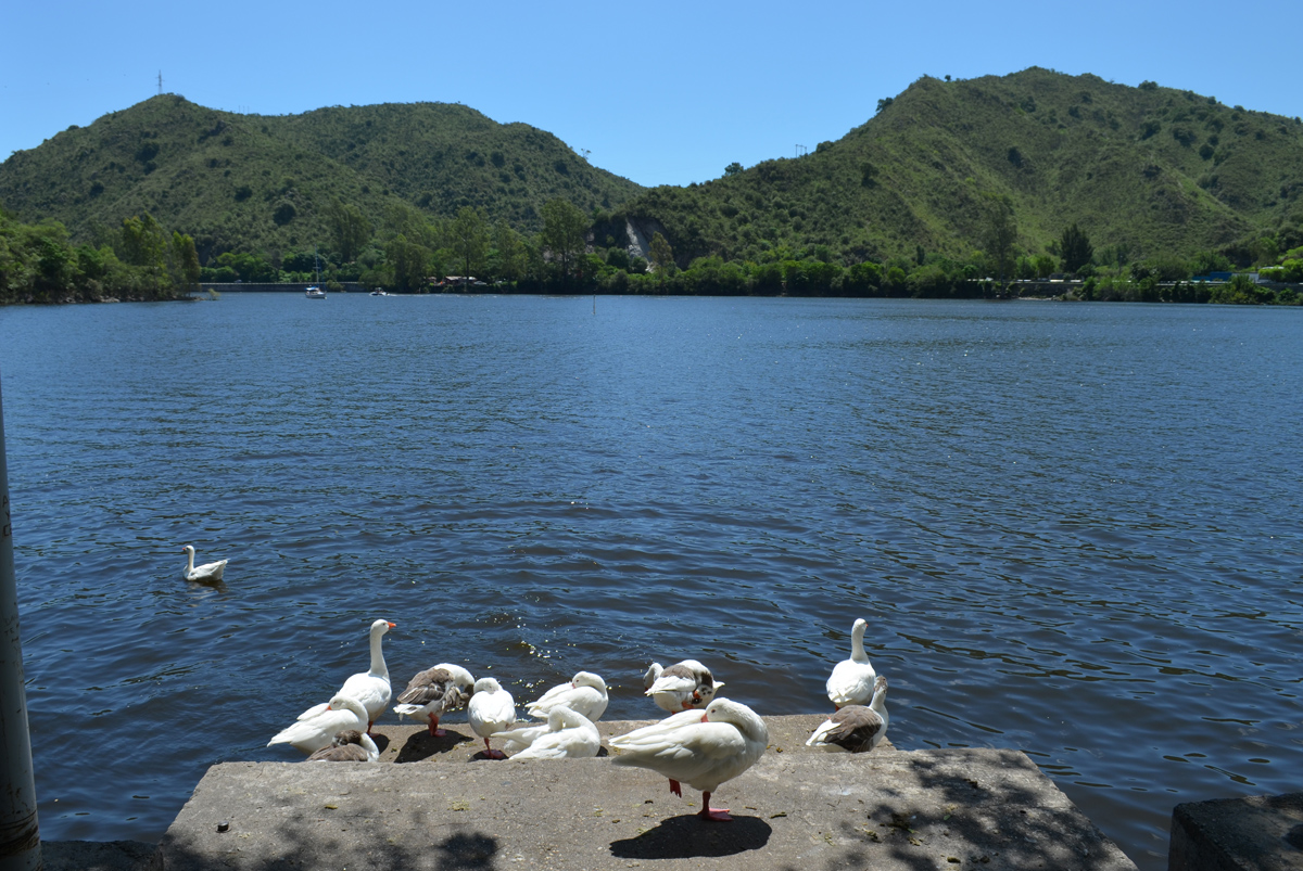 Ducks in a small dock of the San Roque Lake