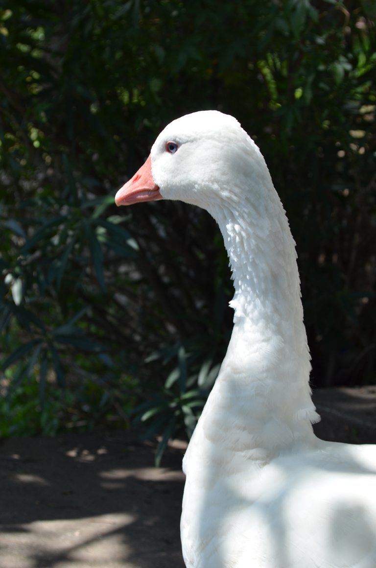 A beautiful white duck