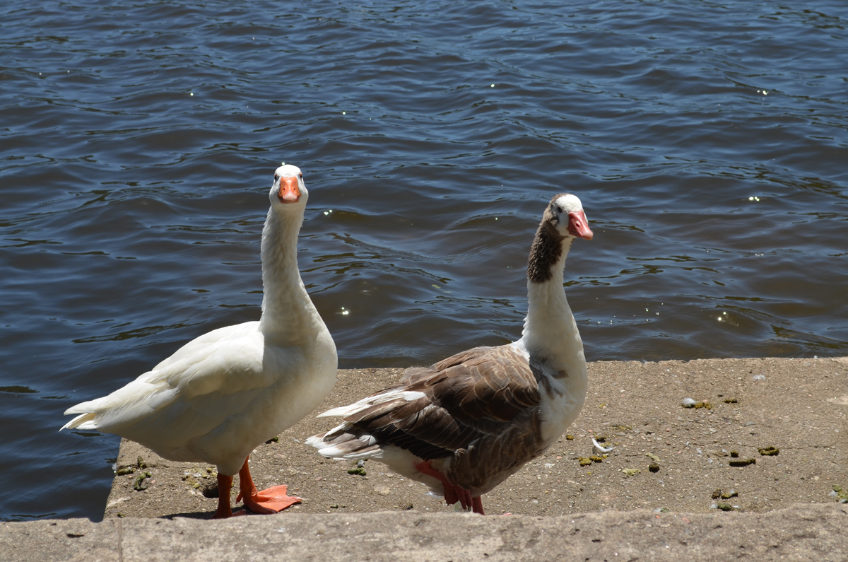 Two ducks in the small dock of boats near the dam