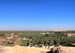 Al-Ahsa oasis