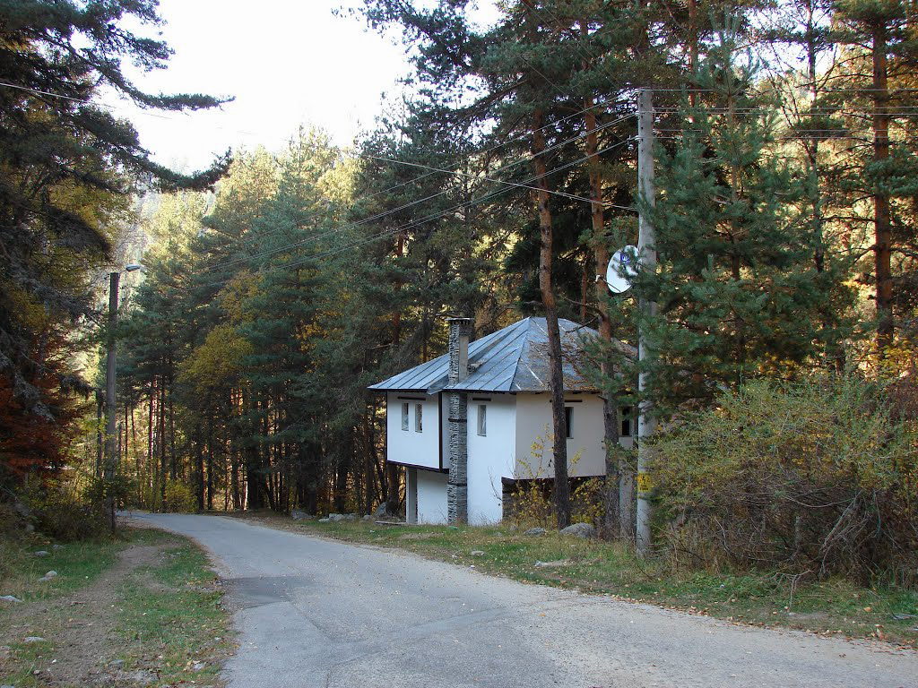 Ilindentsi streets and pine forests