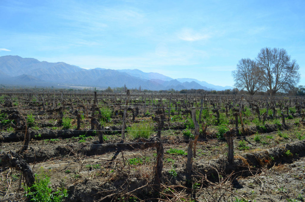 Vineyards and muntains in the background