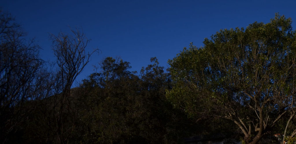 Trees and darkened landscape by eclipse