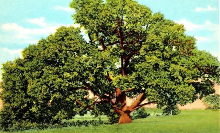 Original Logan elm